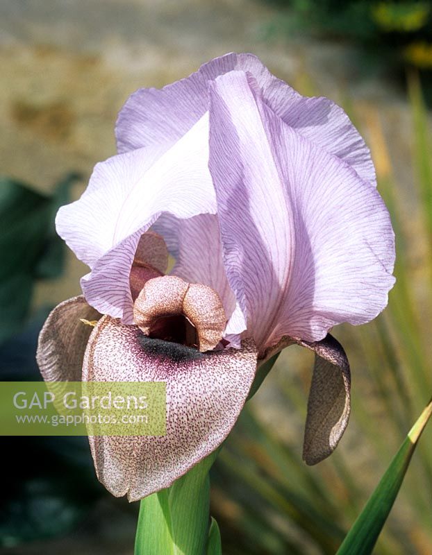 Iris samariae aril Iris