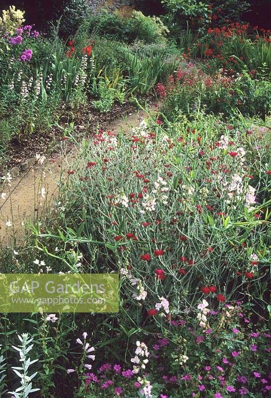 Munstead Wood Surrey Gertrude Jekyll the Summer garden with Lathyrus latifolius Blushing Bride climbing through perennials