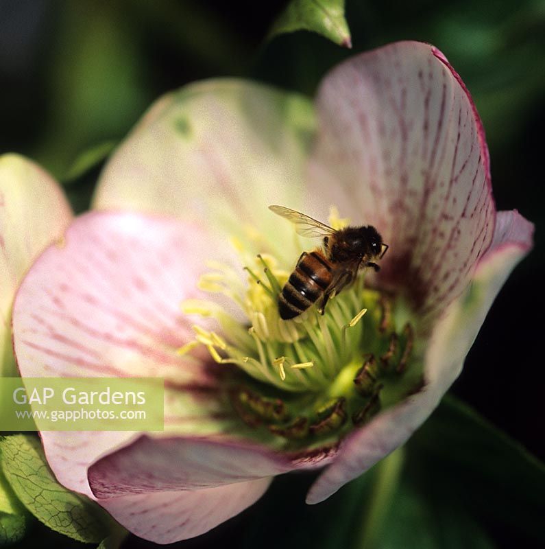 honey bee pollinating Hellebore Violetta
