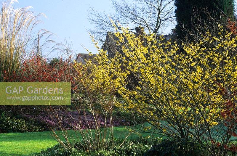 Swallowhayes Shropshire NCCPG National Plant Collection Hamamelis mollis and Diane witch hazel