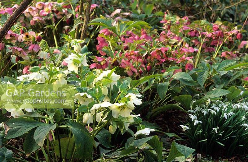 Old Rectory Cottage Berkshire mixed Hellebores Helleborus x hybridus and snowdrops