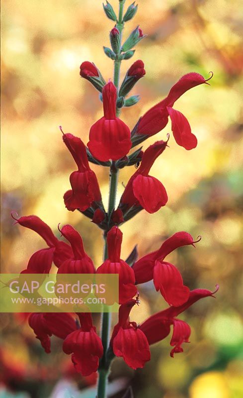 Salvia roemeriana syn S darcyi
