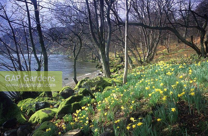 Wordsworth s Daffodils Narcissus pseudonarcissus Ullswater Lake District