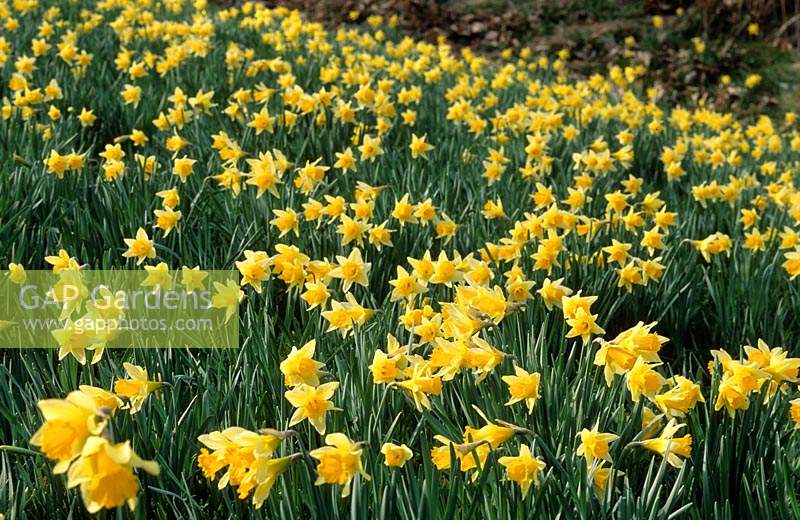 daffodil Narcissus pseudonarcissus