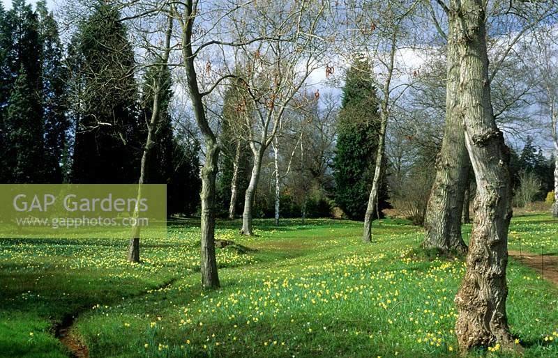 Savill Gardens Surrey naturalized daffodils Narcissus pseudonarcissus