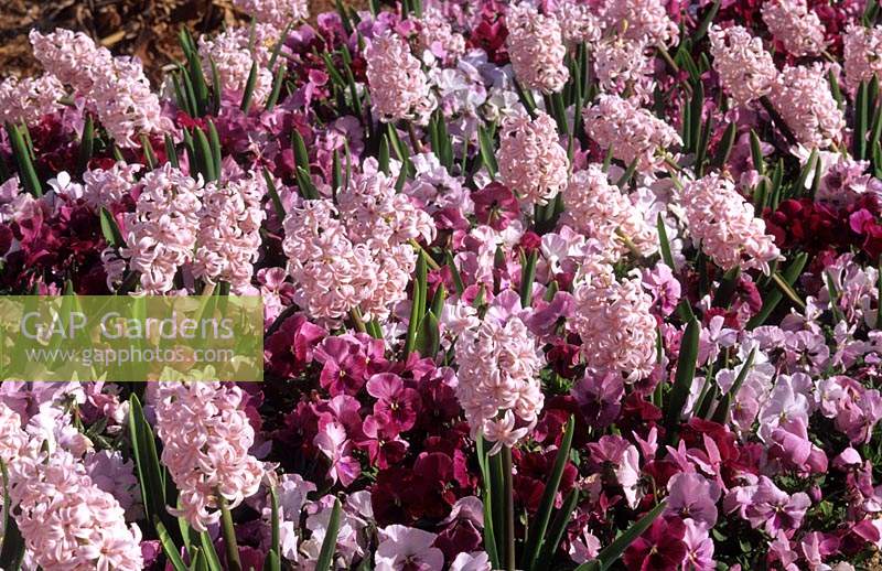 Hyacinth Hyacinthus orientalis Pink Pearl with pink universal pansies
