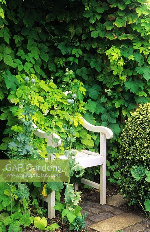 Barnsley House Gloucestershire golden hop Humulus lupulus Aureus growing over arbor with white chair