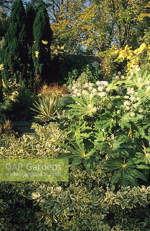Denmans Sussex Fatsia japonica growing beside house in autumn with variegated Euonymus fortunei
