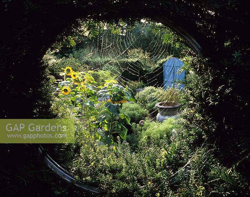 Tilford Cottage Surrey View of formal herb garden through circluar window in yew hedge sunflowers spiders webs