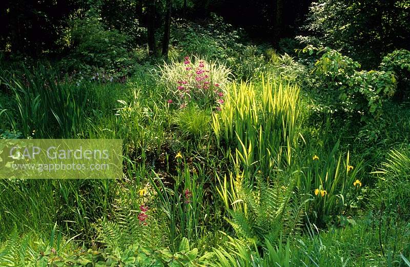 Thursley Lodge Surrey wildlife pond and bog garden design Fiona Lawrenson