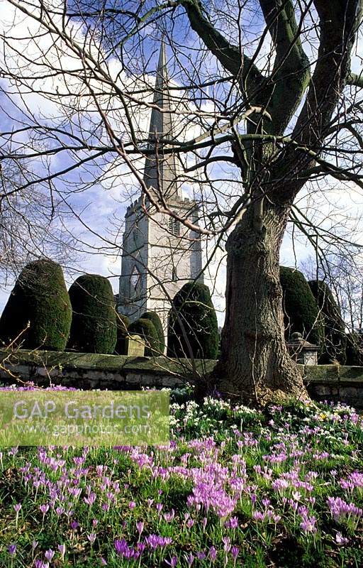 Painswick Gloucestershire churchyard with snowdrops Galanthus nivalis and Crocus tomasinianus