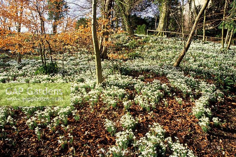 Painswick Rococo garden Gloucestershire snowdrop Galanthus Atkinsii