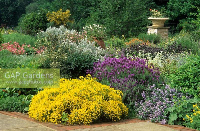 Cutmill Surrey design Fiona Lawrenson drought tolerant planting shrubs and perennials Cistus lanvender stachys allchemilla