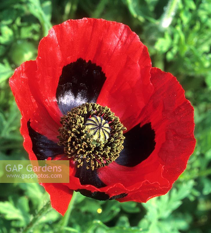 poppy Papaver commutatum Ladybird