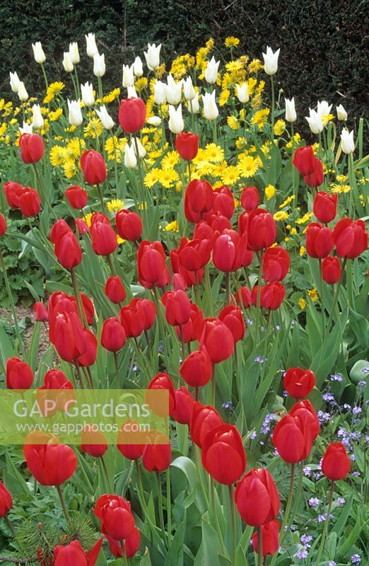tulip Tulipa Red Matador and White Triumphator