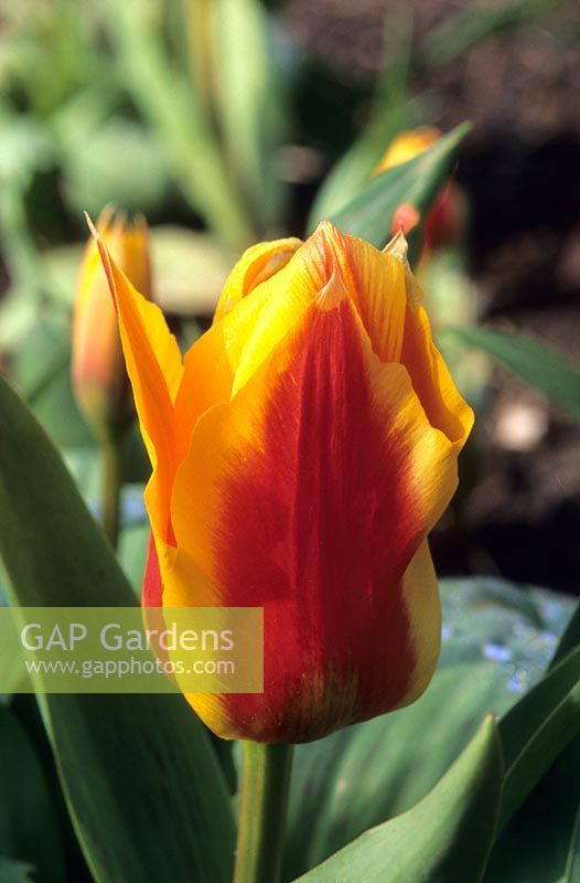 dwarf tulip Tulipa greigii 'Yellow Dawn'