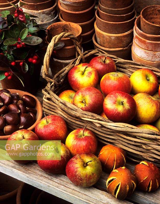 still life of Apple Jupiter Gaultheria procumbens Sweet chestnuts Oranges potting shed shelf