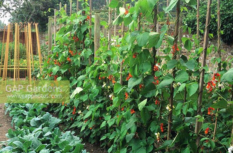 Cleveland House Sussex row of runner beans in flower