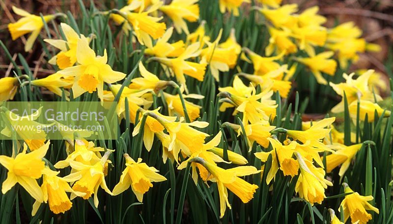 native daffodil Narcissus pseudonarcissus