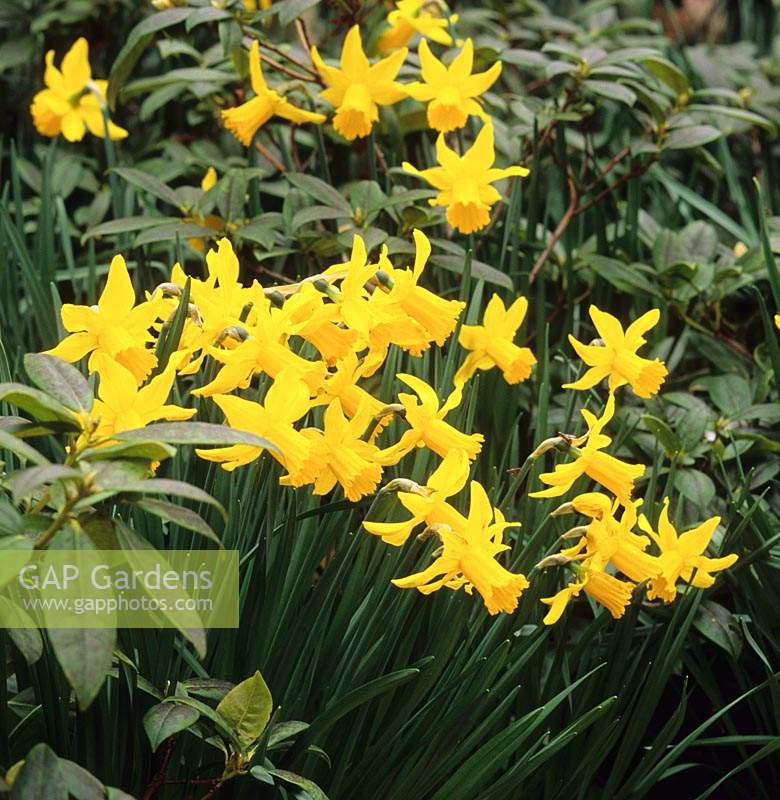 daffodil Narcissus February Gold