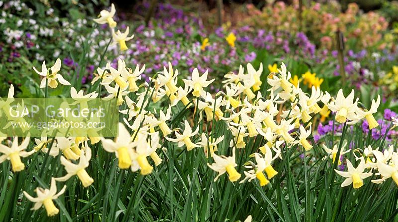 dwarf daffodil Narcissus February Gold