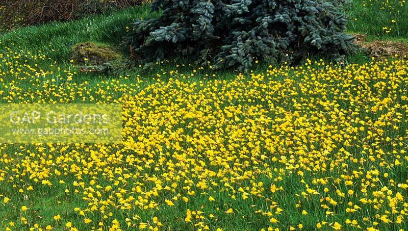 RHS Wisley Surrey Spring meadow Narcissus bulbicodium