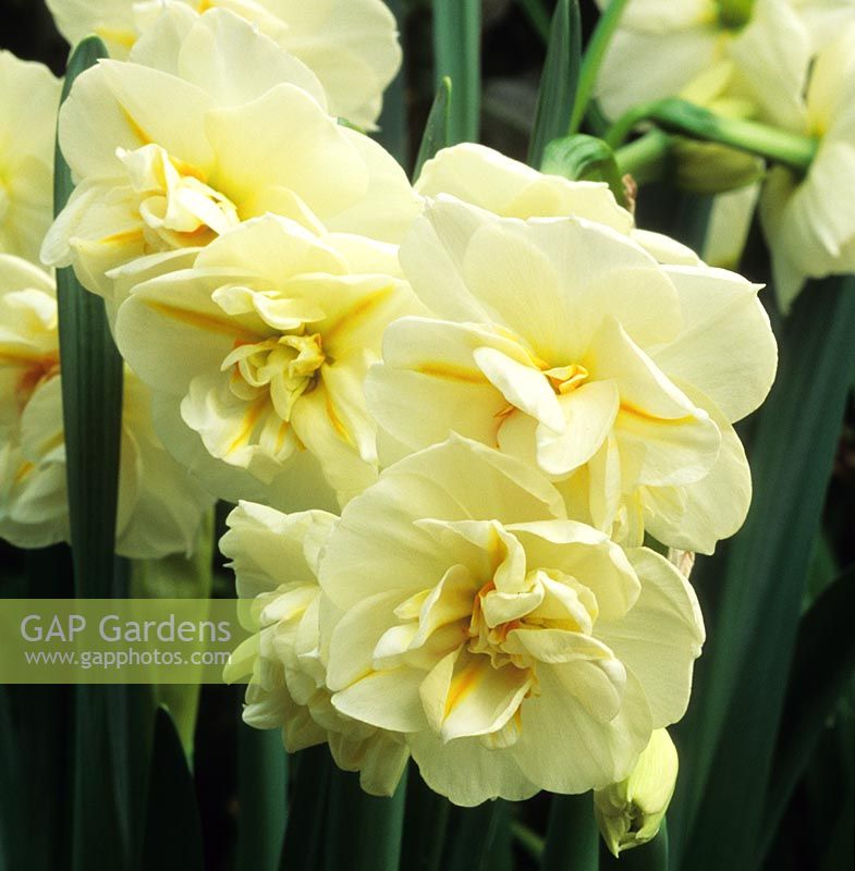 daffodil Narcissus Bridal Crown