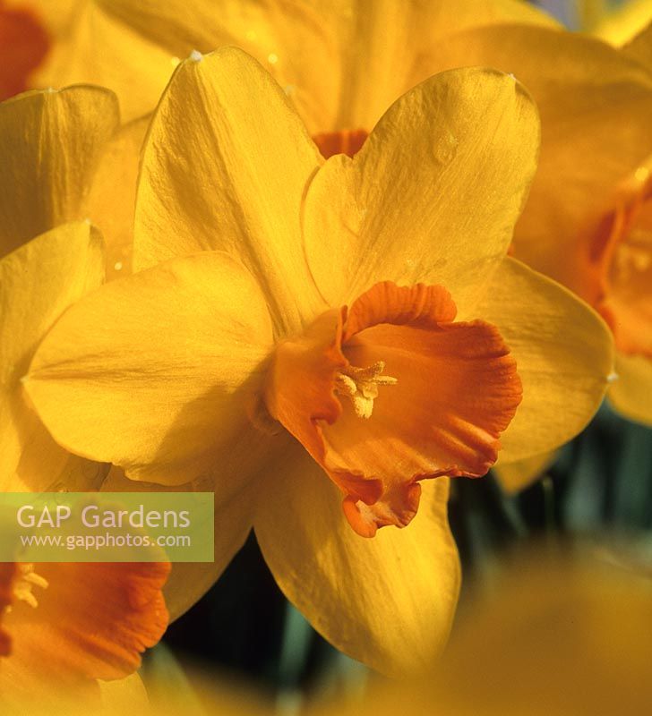 daffodil Narcissus Vulcan daffodils yellow spring flowers flower