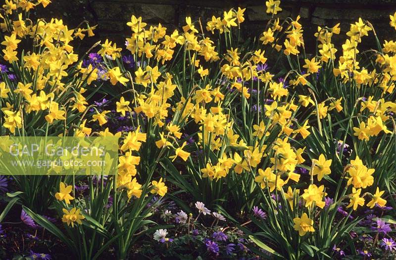 dwarf daffodil Narcissus Tete a Tete under planted with Anemone blanda