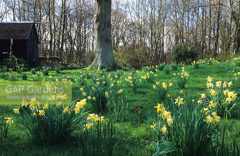 private garden Sussex daffodils Narcissus pseudonarcissus Fritillaria meleagris in Spring woodland garden meadow