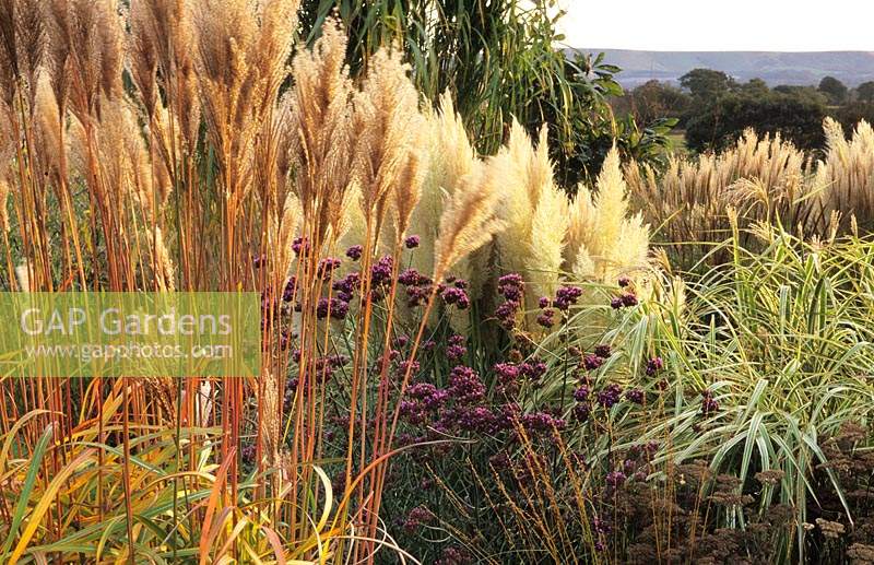 Marchants Sussex Ornamental grasses seed heads and perennials in autumn Miscanthus Malepartus Verbena bonariensis Persicaria