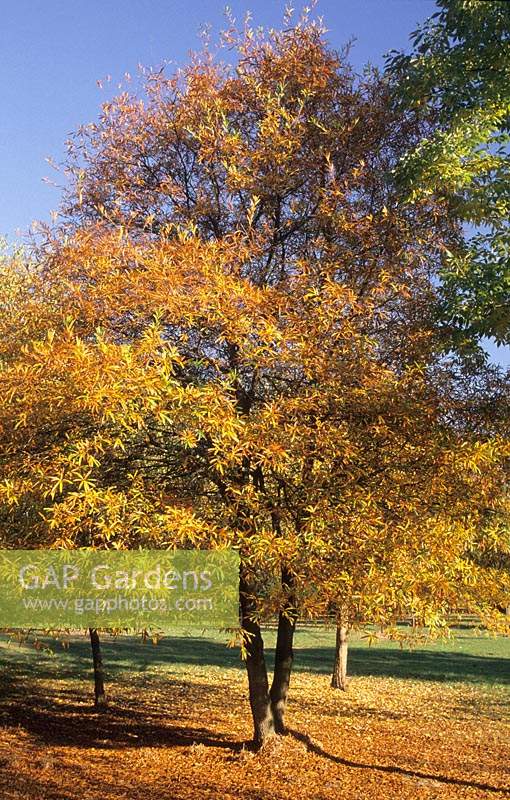 Hilliers Arboretum Hampshire oak Quercus phellos