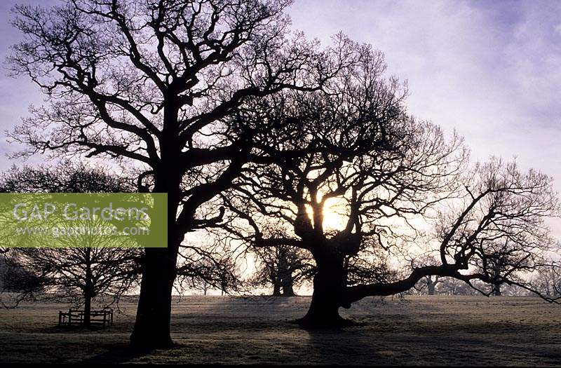 Windsor Great Park Surrey Ancient oak tree in winter