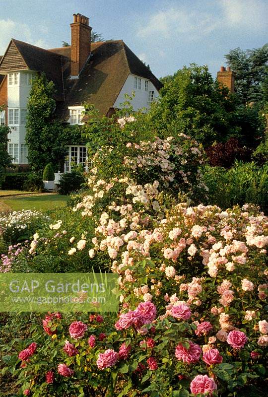 private garden Berkshire heritage rose garden with view through to house
