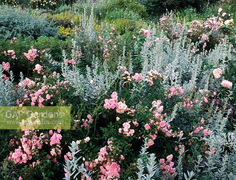 Sticky Wicket Dorset shrub rose Rosa Ballerina and Artemesia Lambrook Silver