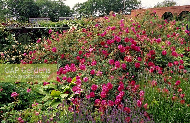 Norton Priory Cheshire shrub rose Rosa Cerise Bouquet in mixed border underplanted with lavender and hosta