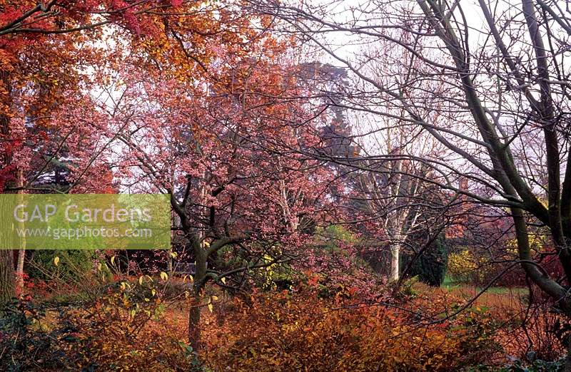 Capel Manor Middx garden in autumn with Sorbus