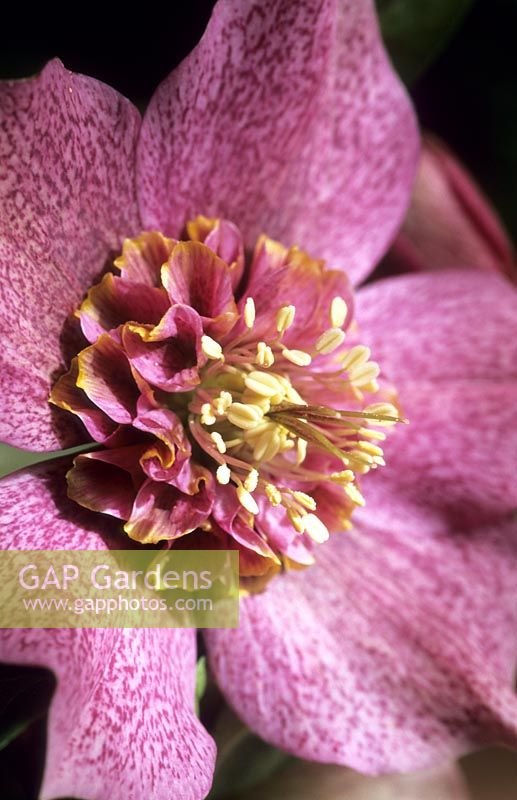 Helleborus x hybridus double centred Hellebore late winter early Spring flower perennial pink spotted February
