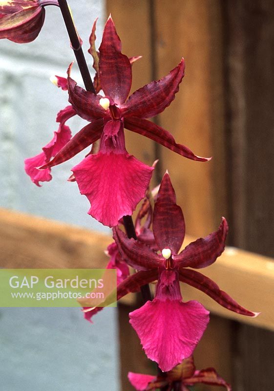 epiphytic orchid Odontioda devossiana Redspray