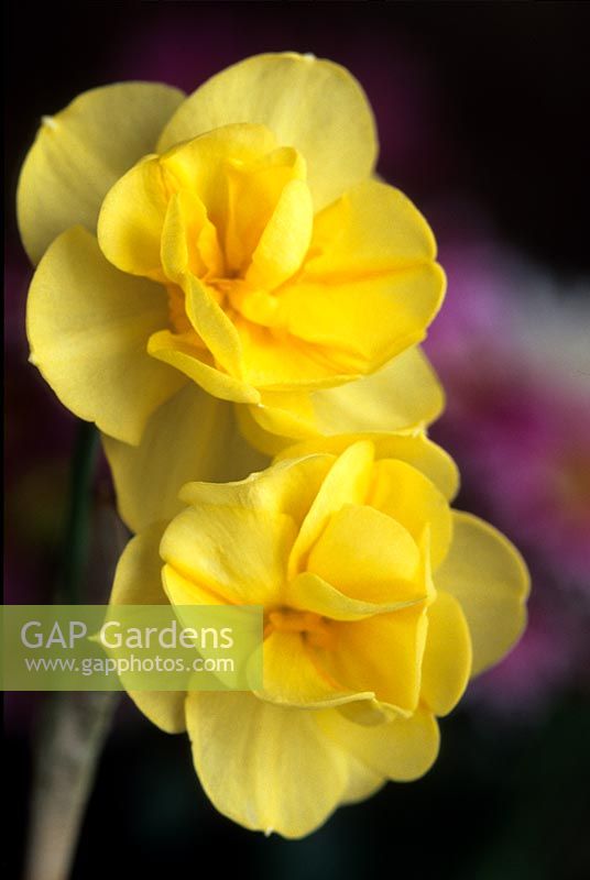 daffodil Narcissus Yellow Cheerfulness flowers daffodils flower