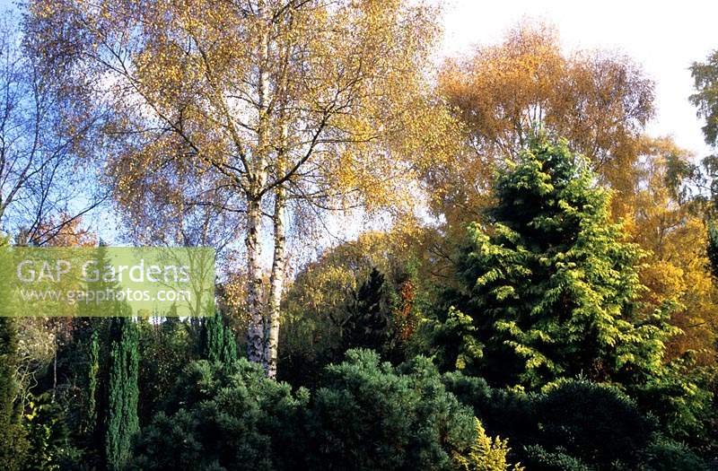 Valley Gardens Surrey Betula pendula in autumn with Chamaecyparis Greyswood Bronze Pinus cembra Pigmy Picea glauca Nana