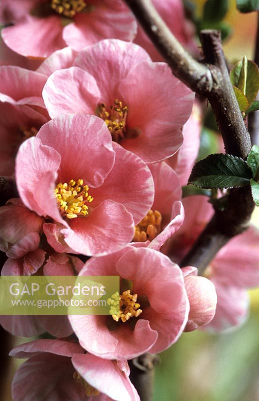 Quince Chaenomeles Madame Butterfly