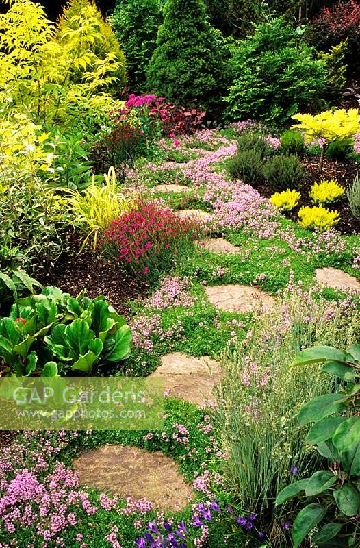 Pax Cottage Surrey thyme path through mixed borders in summer stepping stones thymus vulgaris