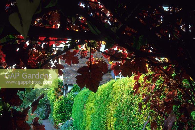Eastgrove Cottage garden Worcestershire arch with Vitis vinifera Purpurea