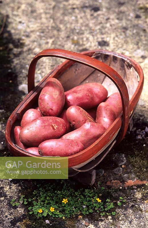 new red potatoes Cherie in trug