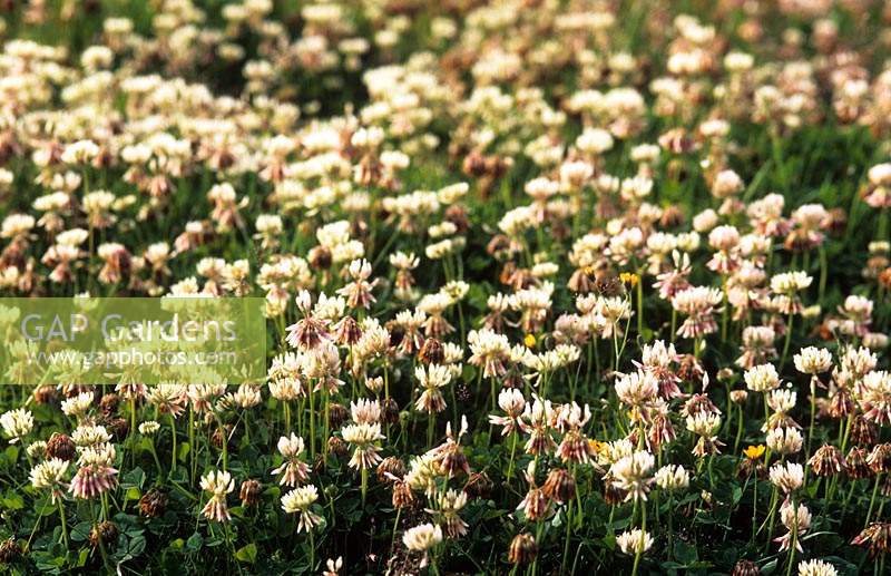 white clover Trifolium repens