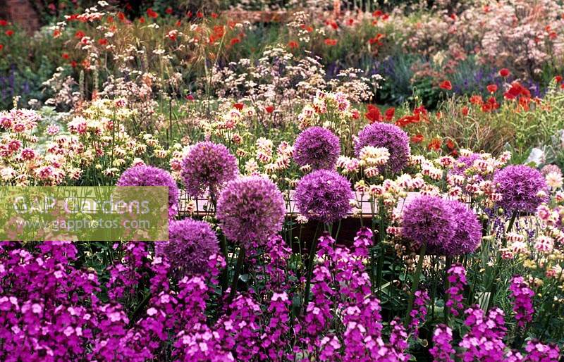 Chelsea Flower Show 2008 design Denise Preston cottage garden border with Allium afflanuense Purple Sensation and sweet rocket