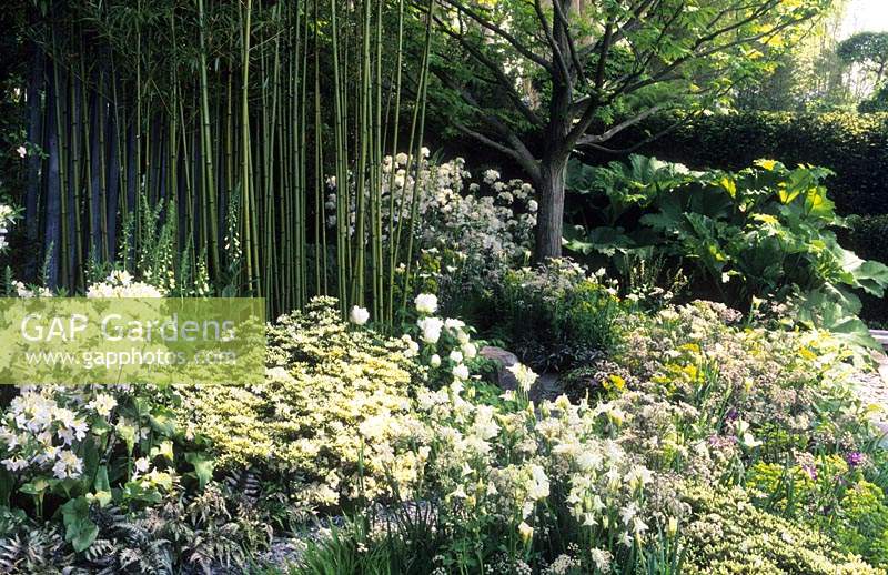 Chelsea flower show 2008 design Arabella Lennox Boyd white shady garden with azaleas aquilegias ferns and bamboo may