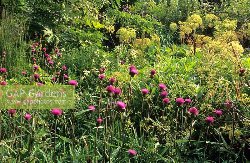 Five Oaks Sussex cottage garden Centaurea cynaroides