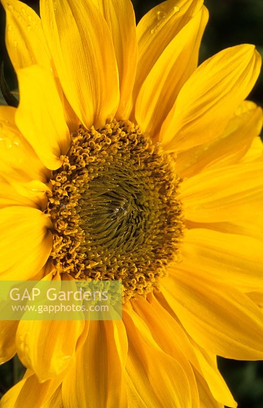 sunflower Helianthus annuus Sunny Smile dwarf miniature